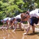 団体アバター