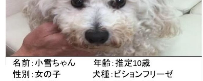 捨て犬に関するボランティア募集 Activo アクティボ 捨て犬に関するボランティア募集 Activo アクティボ
