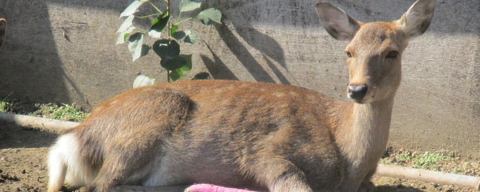 関西での動物愛護系ボランティア募集 Activo アクティボ