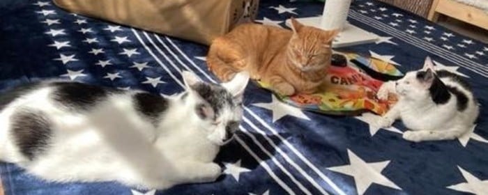 東京での動物愛護系ボランティア募集 Activo アクティボ