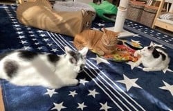 社会人も参加可能な動物愛護系ボランティア募集 Activo アクティボ