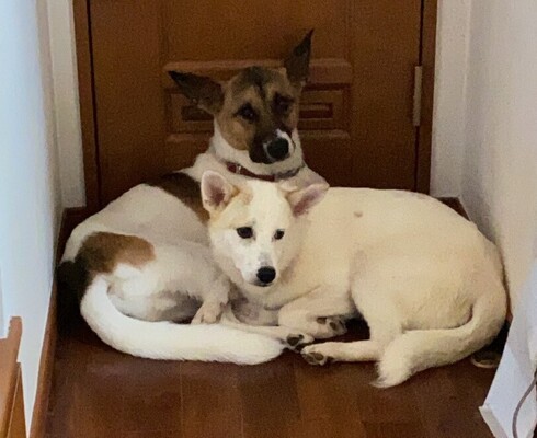 保護犬の一時預かりボランティアさん募集 By 湘南1leben 保護犬の一時預かりボランティアさん募集 By 湘南1leben