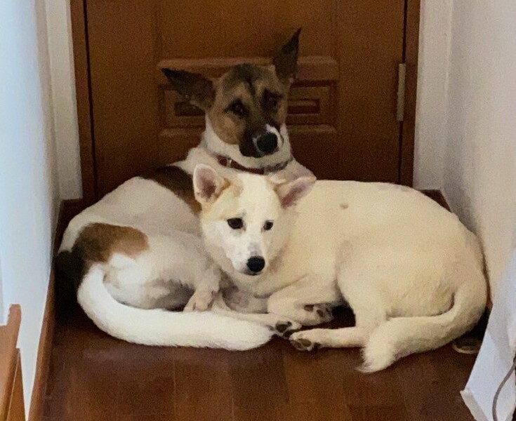 保護犬の一時預かりボランティアさん募集 By 湘南1leben