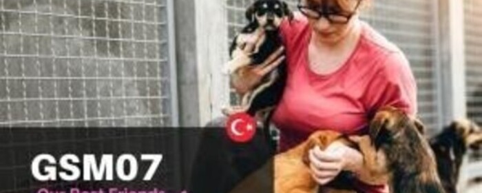 海外での動物愛護系ボランティア募集 Activo アクティボ