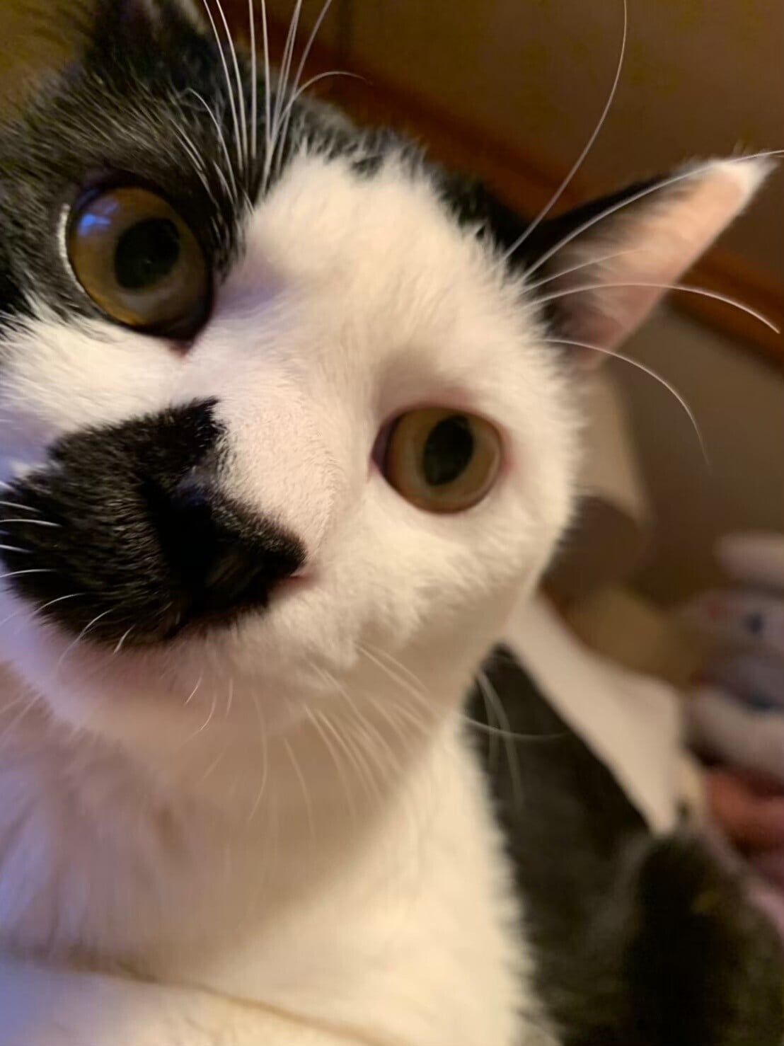 保護猫 保護犬のボランティアさん大募集 By 保護猫 ドッグラン さばいでぃ