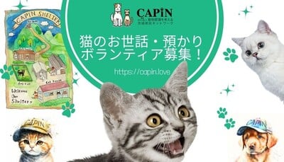 3955 外国切手 サハラ・アラブ民主共和国 猫 ペット 2種 3955 外国切手 サハラ・アラブ民主共和国 猫 ペット 2種 3955