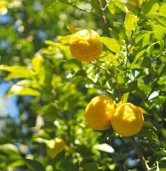 🍊3日間・ゆず収穫のお手伝い🍊地域の特産品を守る！ by 一般社団法人