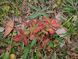 キンミズヒキ紅葉PB250420 のコピー