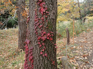 ナツヅタ紅葉PB250408 のコピー