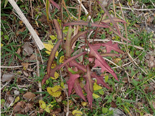 アキノノゲシ紅葉PB250416 のコピー