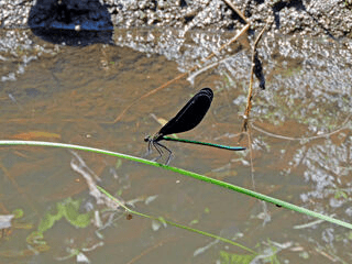 ハグロトンボ