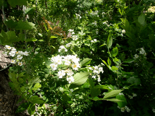P5050589_20260505