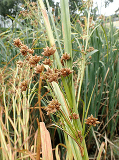 マツカサススキ実b