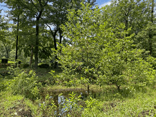 ハンノキ林全景